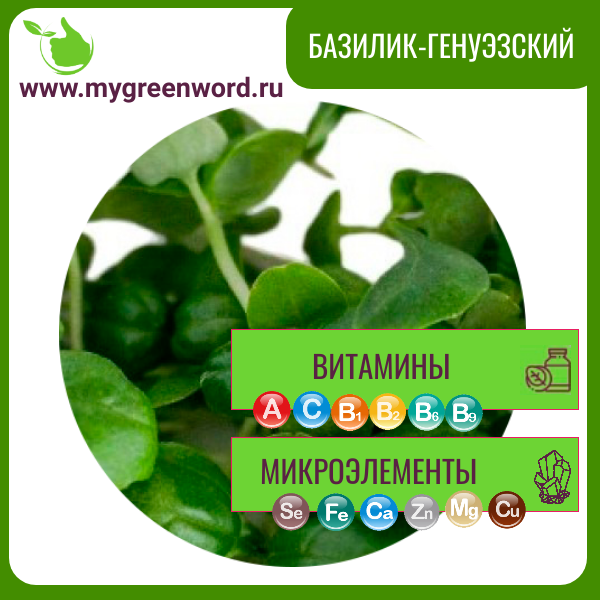 Базилик генуэзский