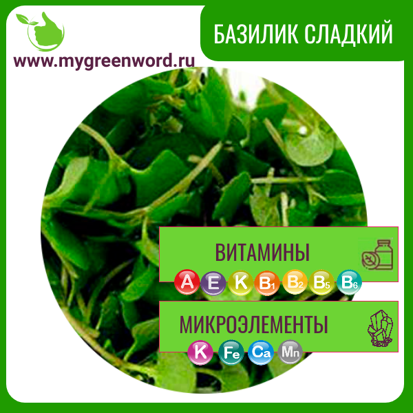 Базилик сладкий