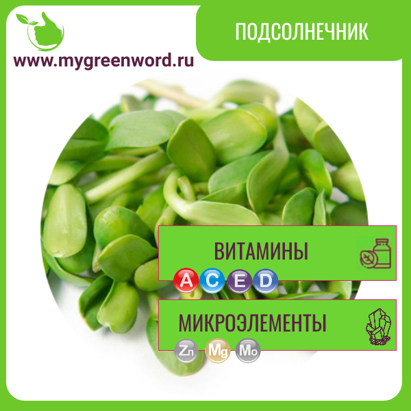 Подсолнечник