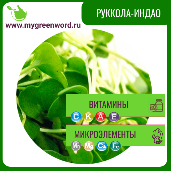 Руккола (индау)