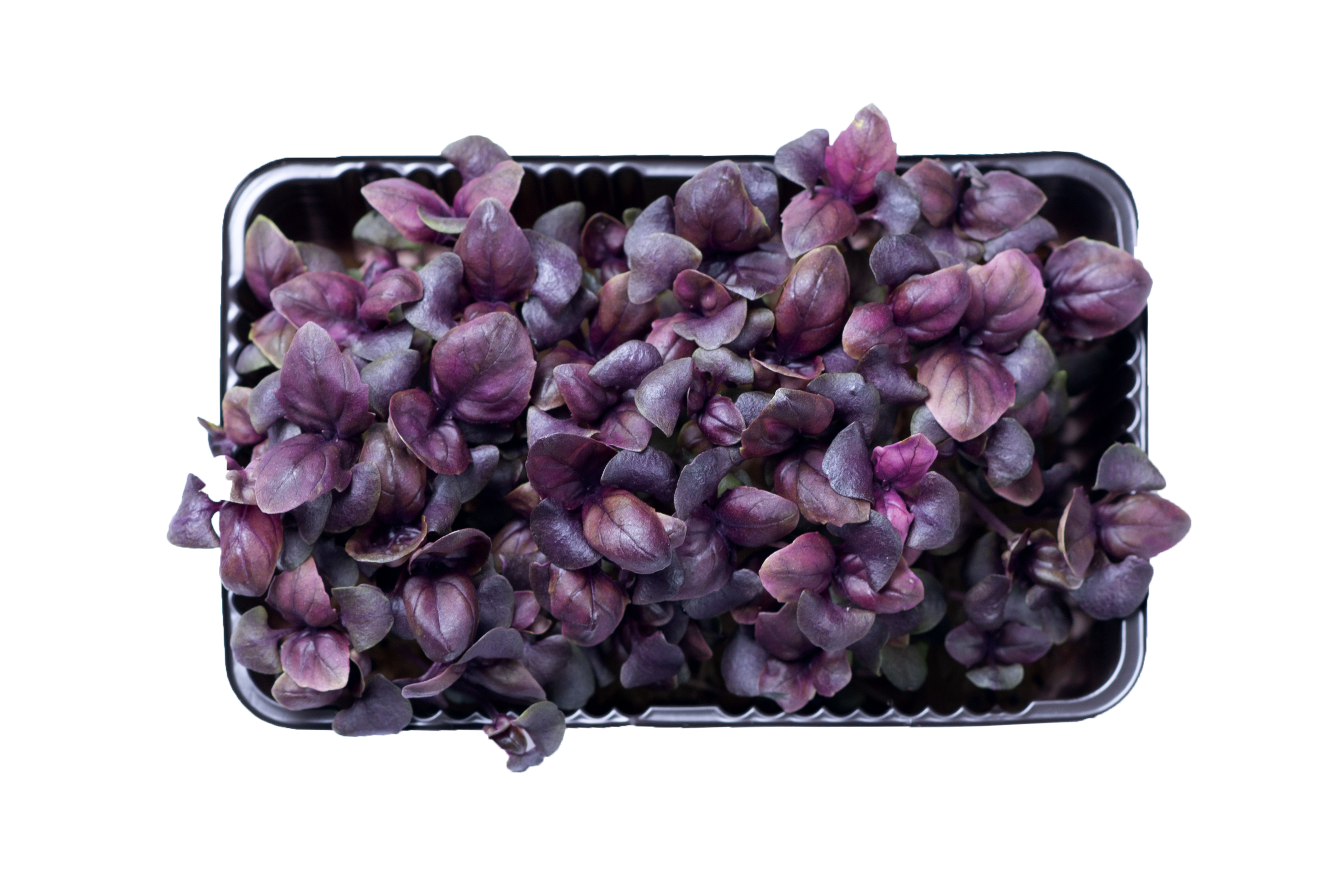 Базилик фиолетовый Арарат — изображение 4