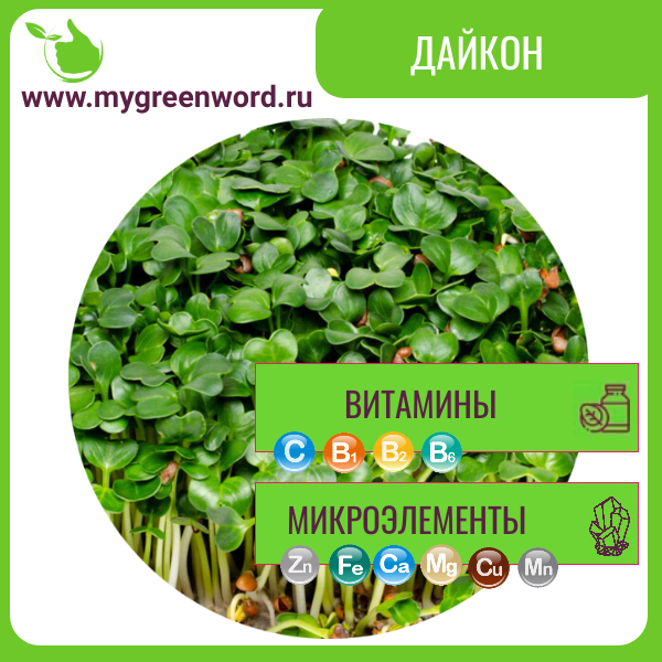 Дайкон