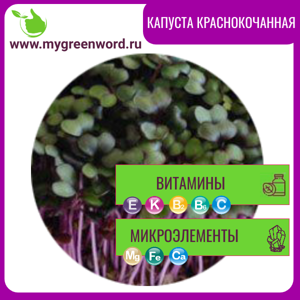 Капуста краснокочанная