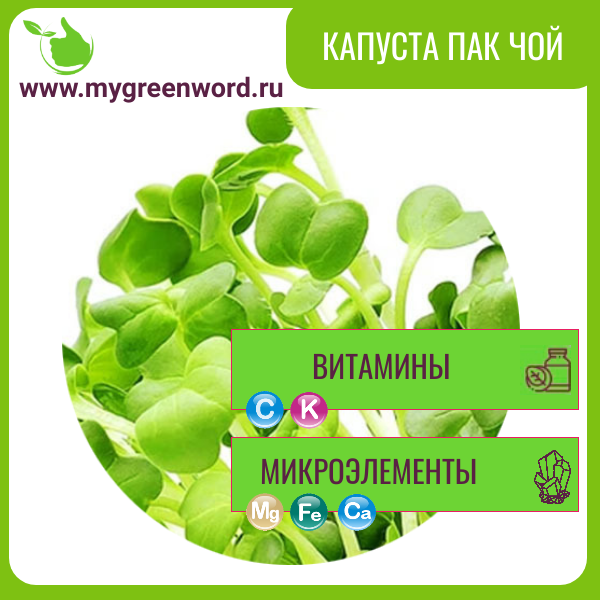 Капуста Пак Чой