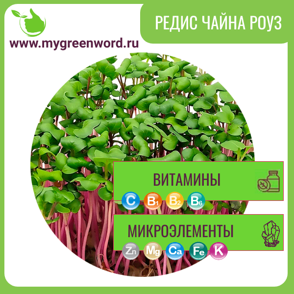 Редис Чайна Роуз