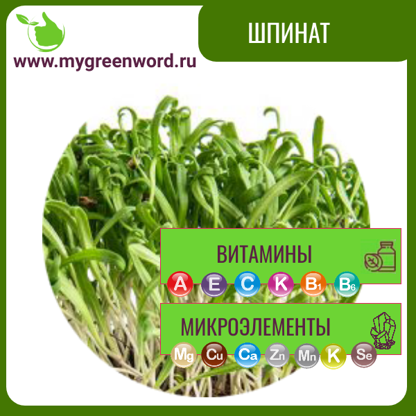 Шпинат