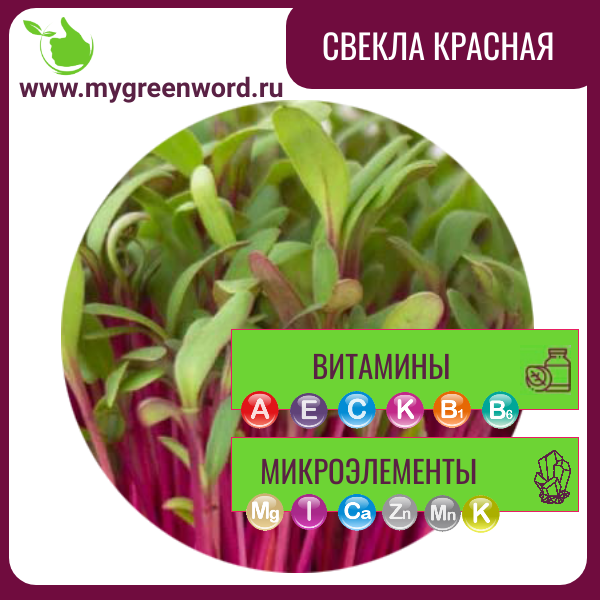 Свекла красная