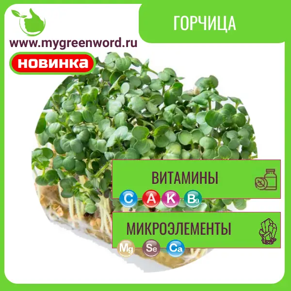 Горчица