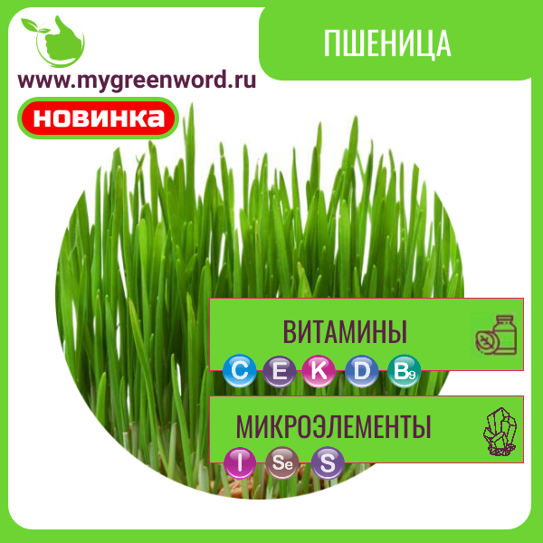 Пшеница