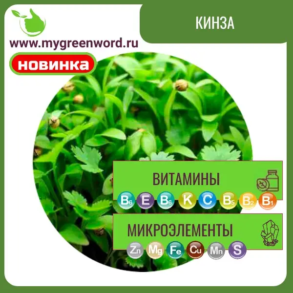 Кинза