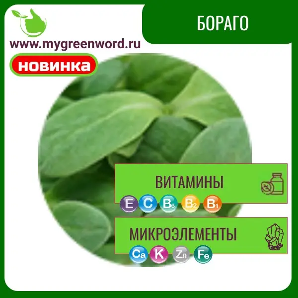 Бораго (огуречник)