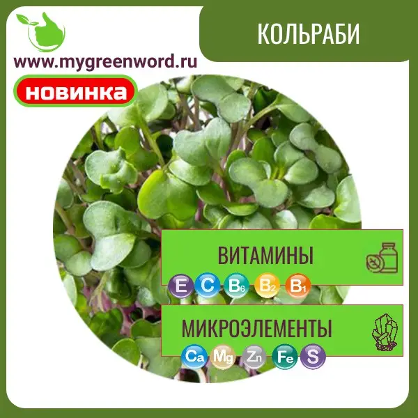 Кольраби
