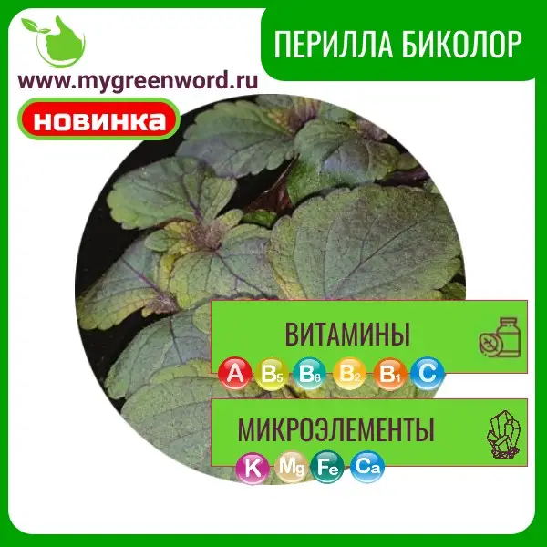 Перилла биколор