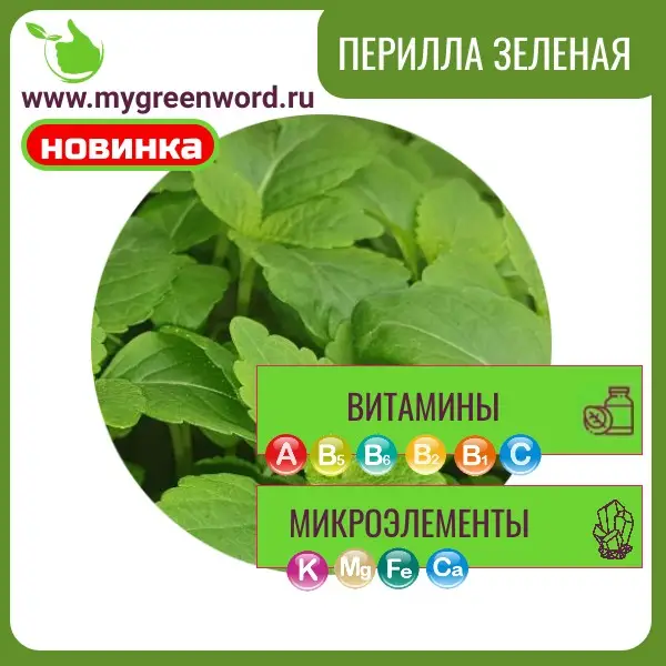 Перилла зеленая