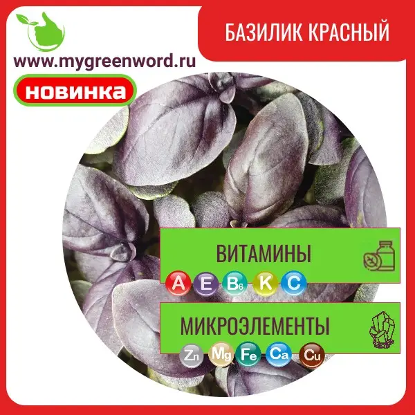 Базилик красный (Шираз)