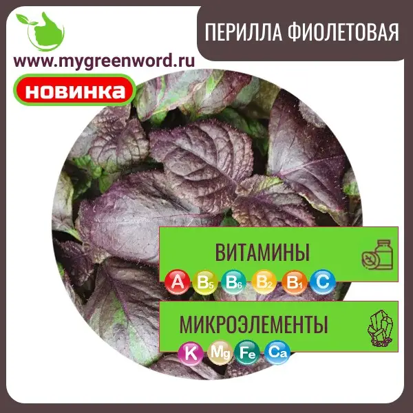 Перилла фиолетовая - Шисо