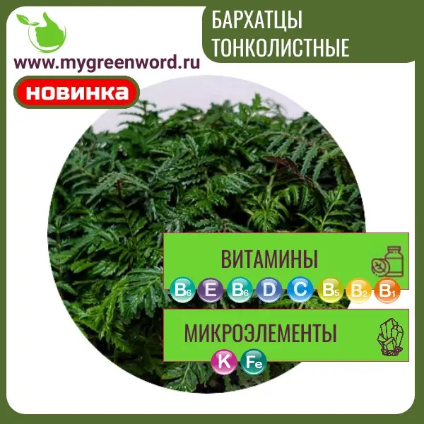 Бархатцы тонколистные