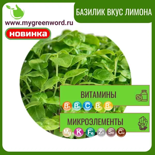 Базилик вкус лимона