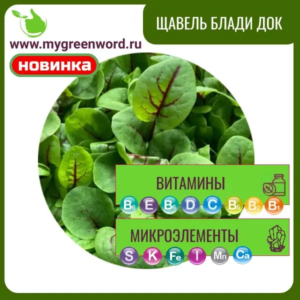 Щавель Блади Док