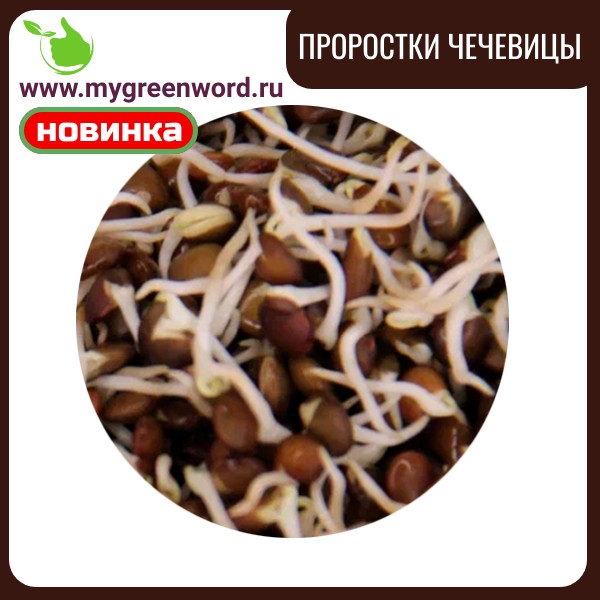 Проростки чечевицы