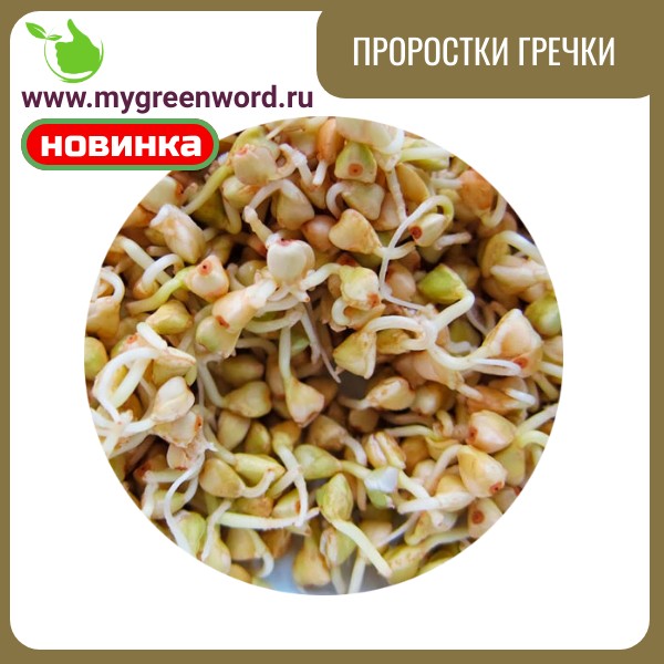 Проростки гречки зелёной