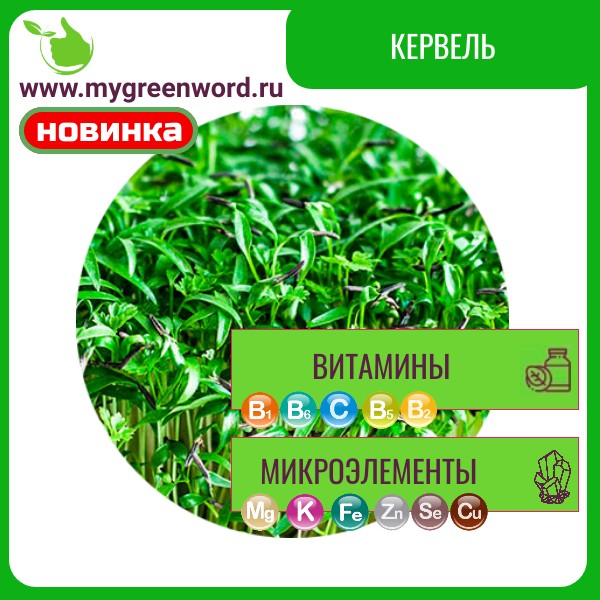 Кервель