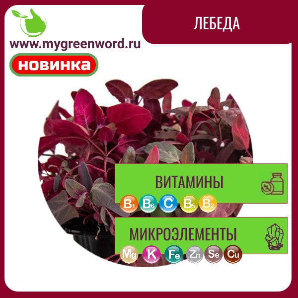Лебеда