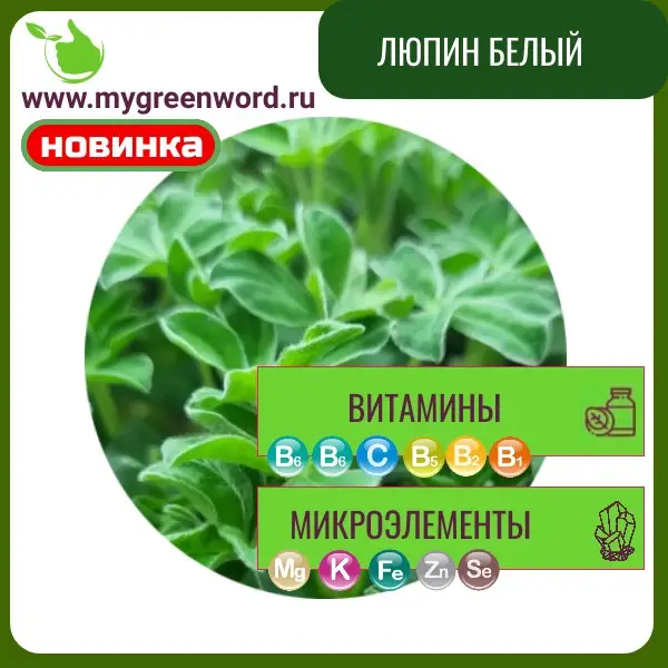 Люпин белый
