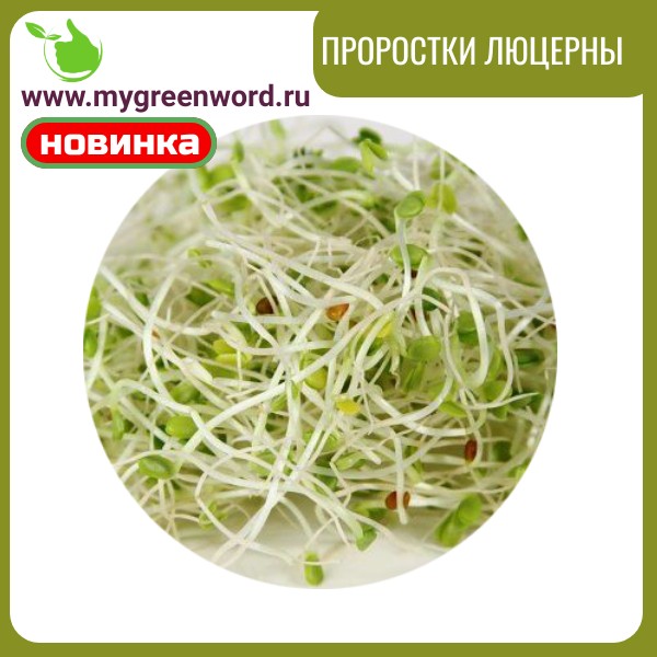 Проростки люцерны