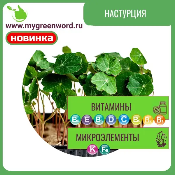 Настурция
