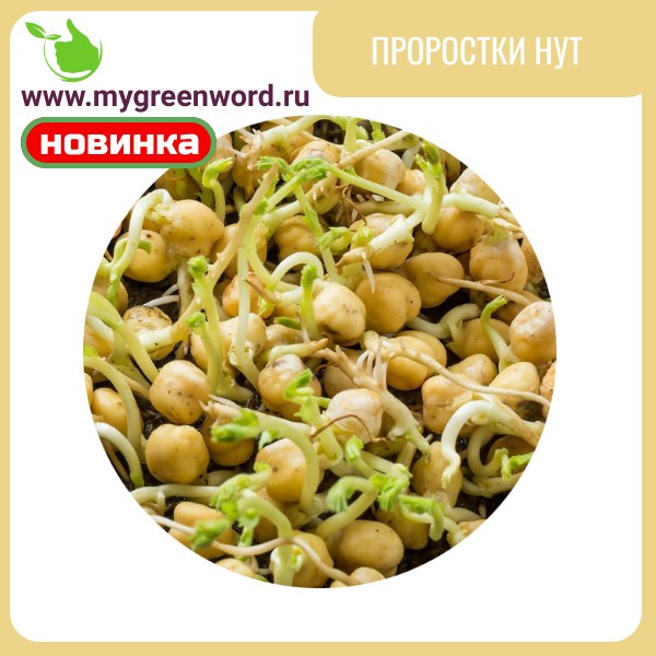 Проростки нут