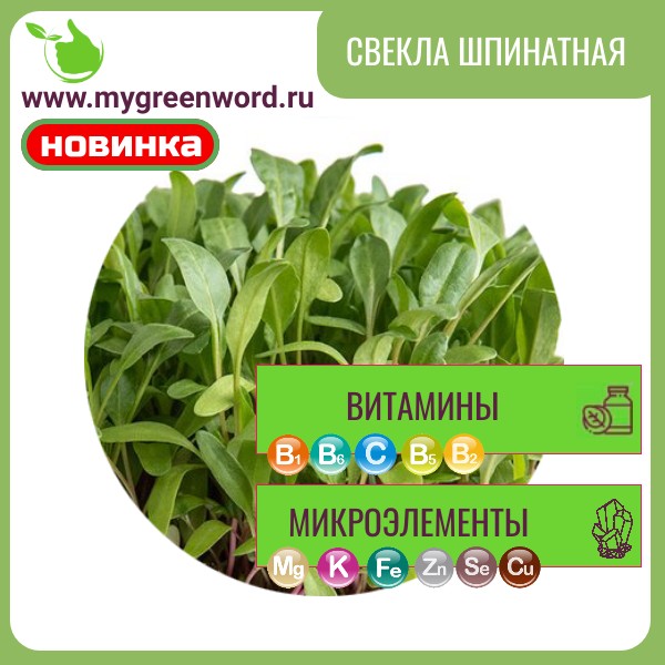 Свекла шпинатная