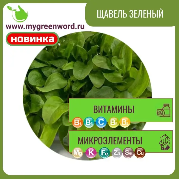 Щавель зелёный