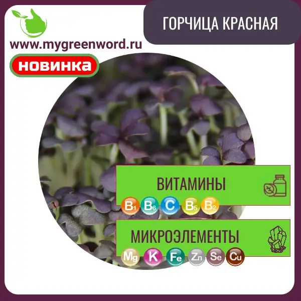 Горчица красная