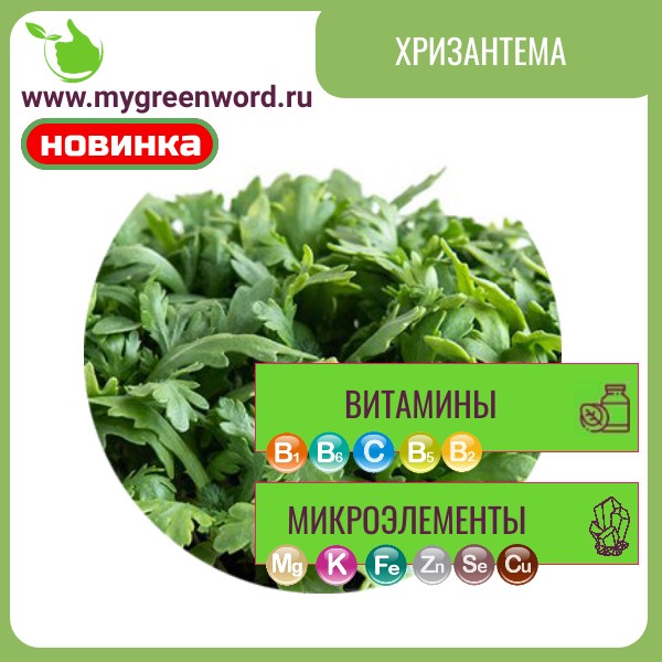 Хризантема