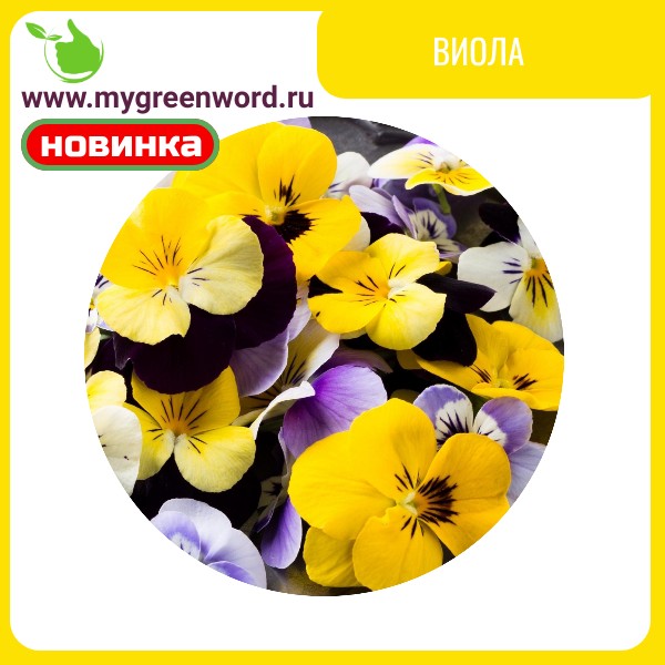 Виола виттрока Матрикс Микс