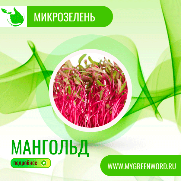 image_mangold_b
