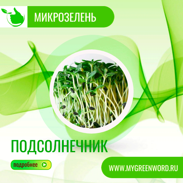 image_podsolnuh_b