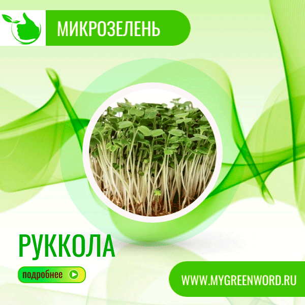 image_rukkola_b