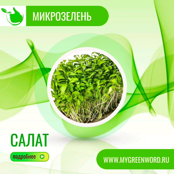 image_salat_b